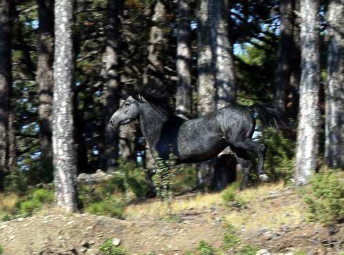 Osmanlı atları efsane değilmiş