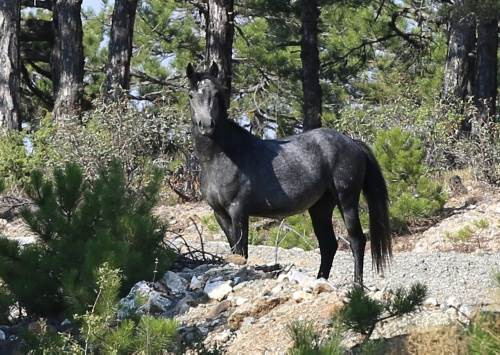 Osmanlı atları efsane değilmiş