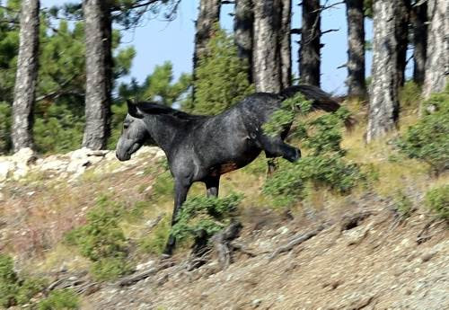 Osmanlı atları efsane değilmiş