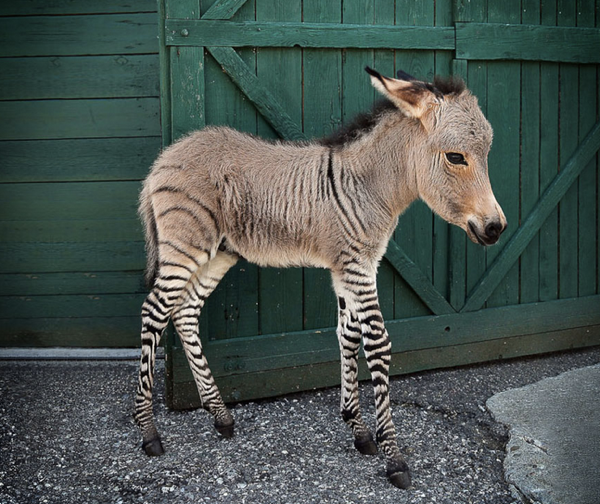 Yarı eşek yarı zebra