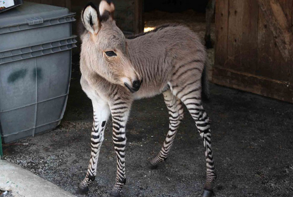Yarı eşek yarı zebra