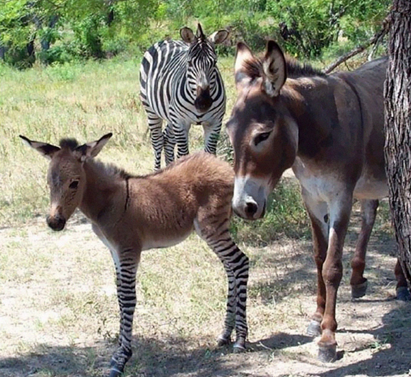 Yarı eşek yarı zebra
