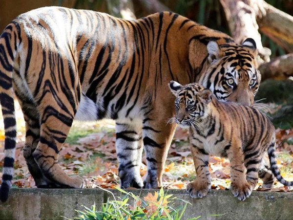 Sumatra kaplanları görücüye çıktı
