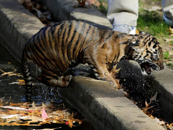 Sumatra kaplanları görücüye çıktı