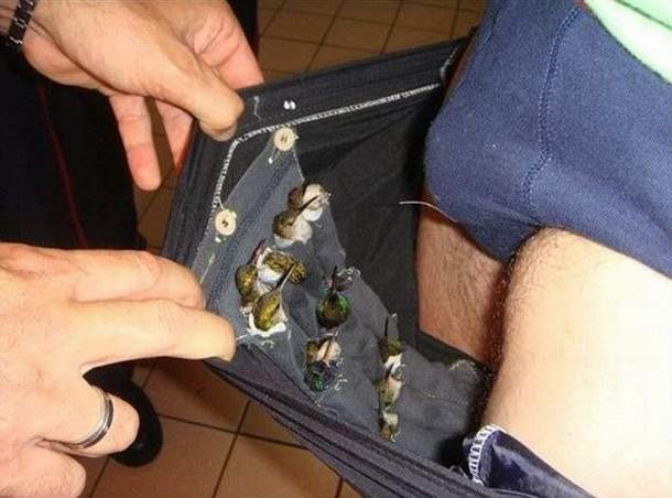 Pantolonundan 12 kuş çıktı !
