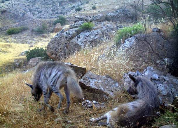 Çizgili sırtlanlara GPSli takip