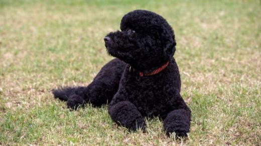 Michelle Obama’nın köpeği küçük kızı yere düşürdü