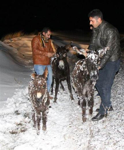 Siverekte eşekler buz tuttu
