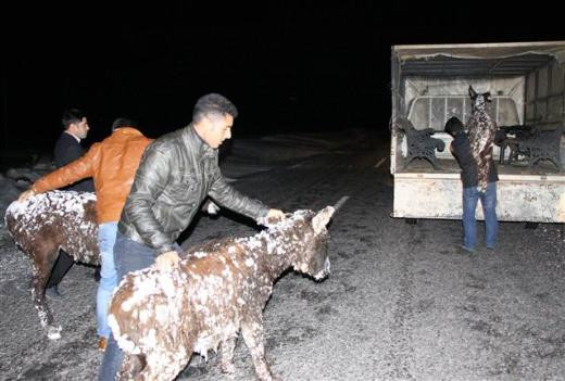 Siverekte eşekler buz tuttu
