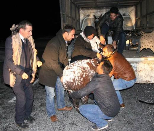 Siverekte eşekler buz tuttu
