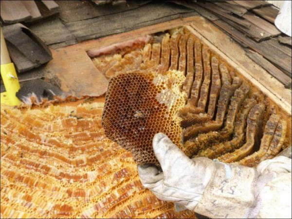 Tavan arasından gelen sesi merak etti..
