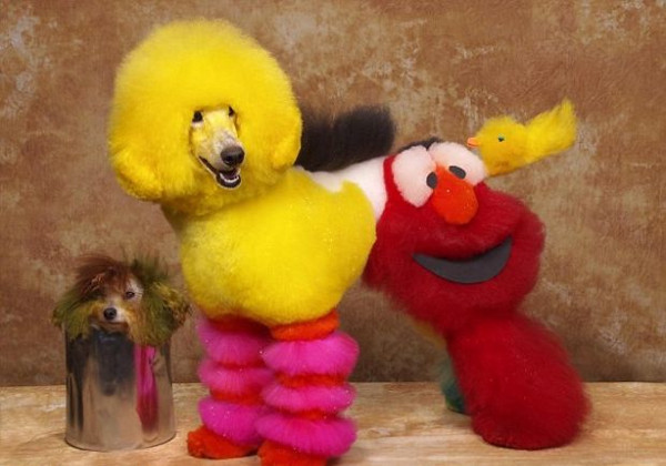 Bu köpekler fazla bakımlı!