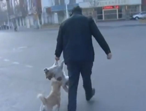 Vefakar köpek ölen arkadaşını bekledi