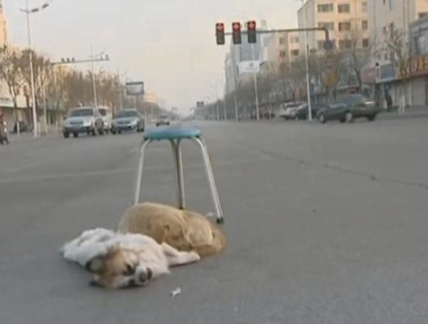 Vefakar köpek ölen arkadaşını bekledi