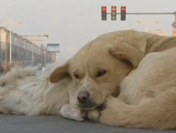 Vefakar köpek ölen arkadaşını bekledi