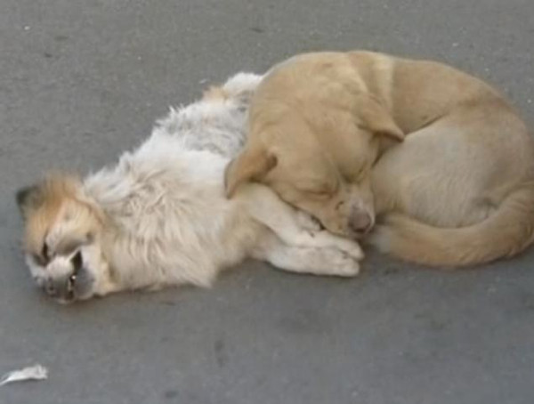 Vefakar köpek ölen arkadaşını bekledi