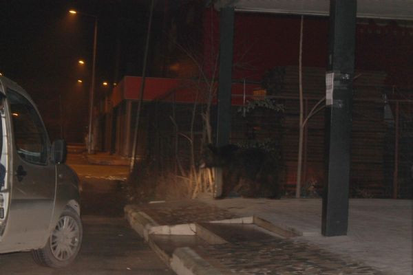 Gece yarısı kent merkezine indi