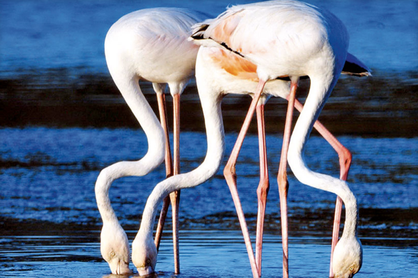 Gediz Deltasında flamingo güzelliği