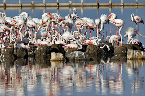 Gediz Deltasında flamingo güzelliği