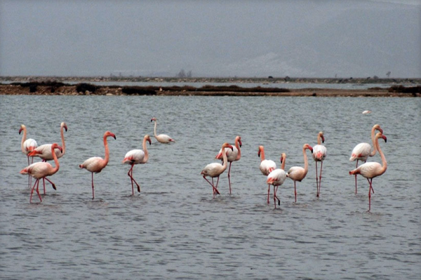 Gediz Deltasında flamingo güzelliği
