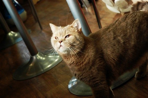 Bir kahveye bir kedi!