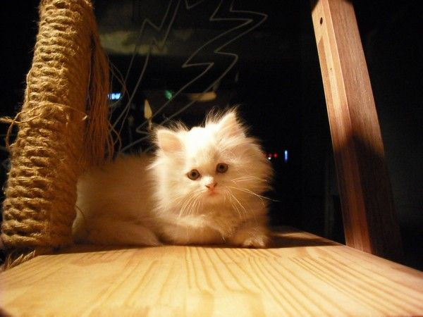 Bir kahveye bir kedi!