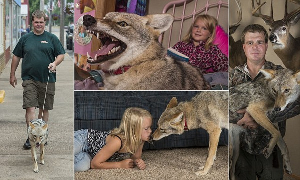 Kedi, köpek, kuş değil çakal besliyor
