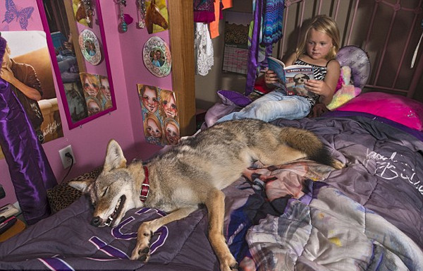 Kedi, köpek, kuş değil çakal besliyor