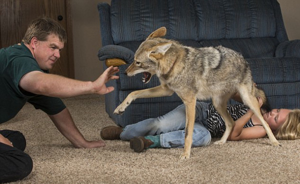 Kedi, köpek, kuş değil çakal besliyor