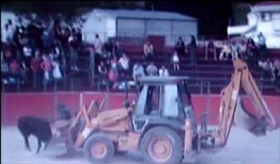 Boğaya bulldozerli işkence