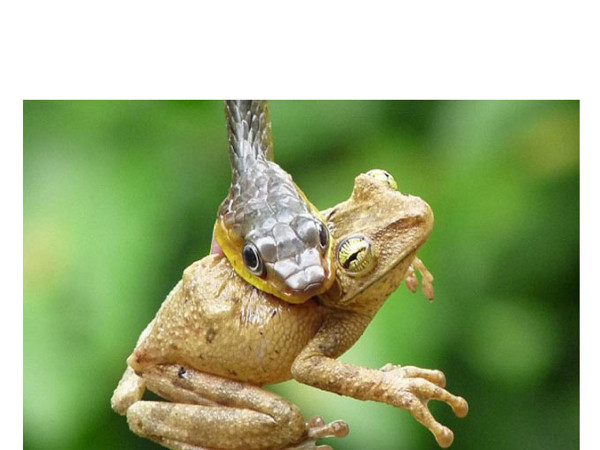 Yılan avını böyle yuttu