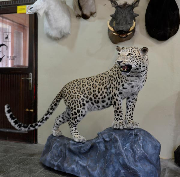 O leopar böyle ölümsüzleşti