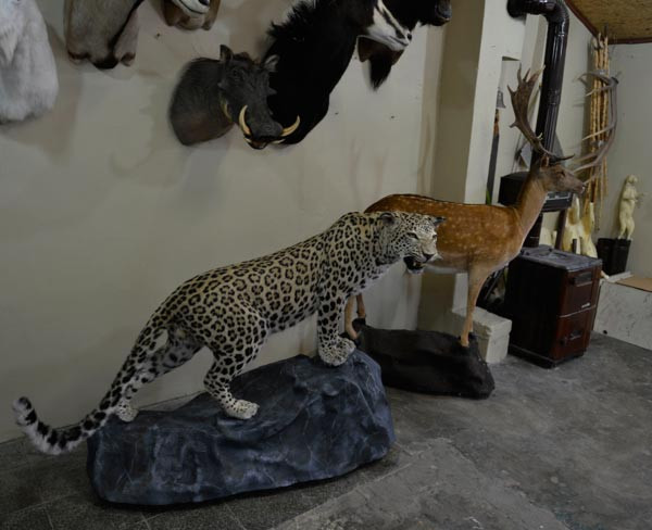 O leopar böyle ölümsüzleşti