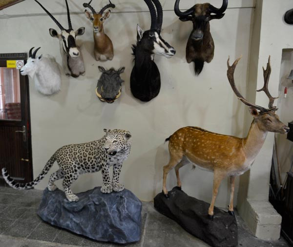 O leopar böyle ölümsüzleşti