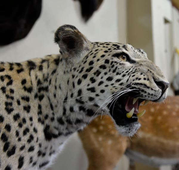 O leopar böyle ölümsüzleşti