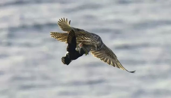 Şahinin papağan avı