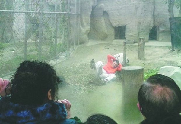 Bengal kaplanlarına yem olmak istedi