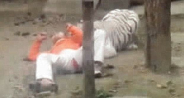 Bengal kaplanlarına yem olmak istedi