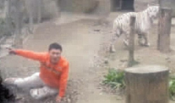 Bengal kaplanlarına yem olmak istedi