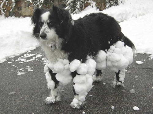 Cins değil 'çok cins' köpekler!