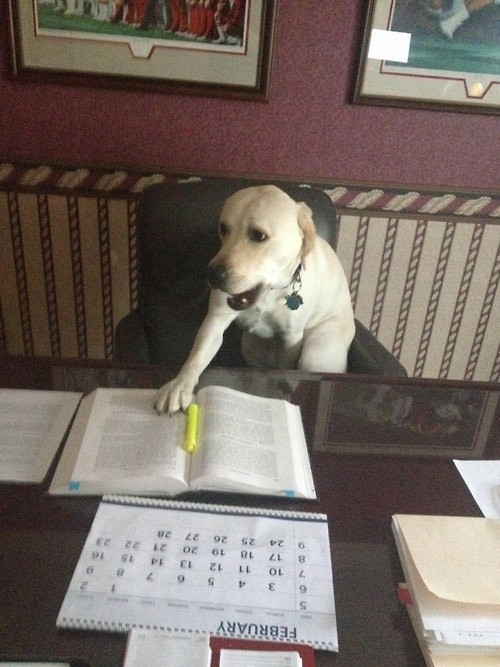 Cins değil 'çok cins' köpekler!