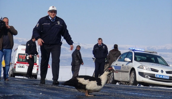 Polis ördek topladı