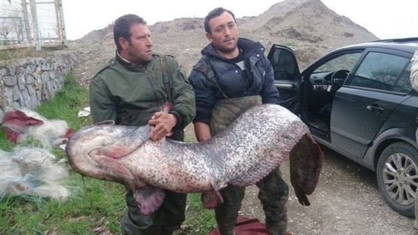 İznik Gölü'nde 87 kilogramlık yayın yakalandı