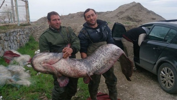 İznik Gölü'nde 87 kilogramlık yayın yakalandı