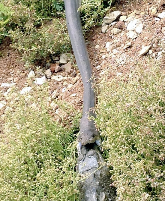 Yılan ile timsahın mücadelesi