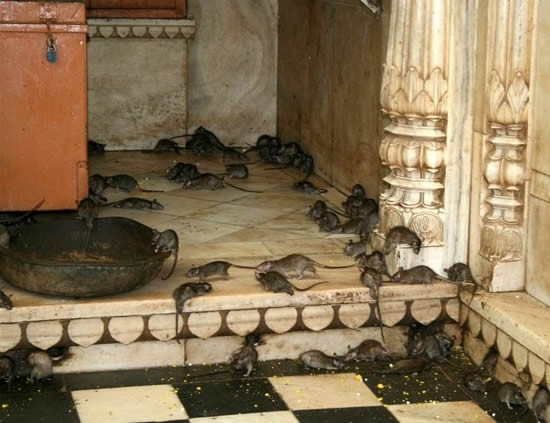 Karni Tapınağı'nın gerçek sahipleri