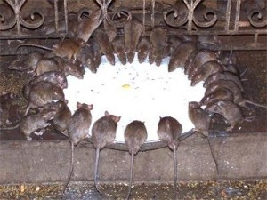 Karni Tapınağı'nın gerçek sahipleri