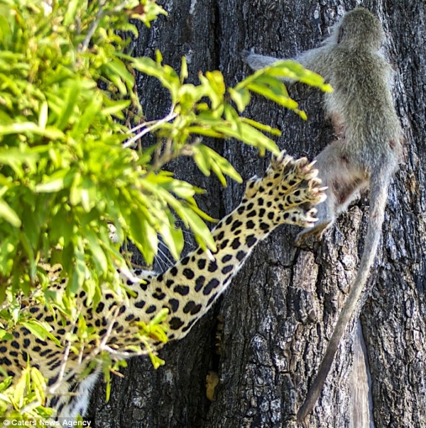Leoparın intikamı