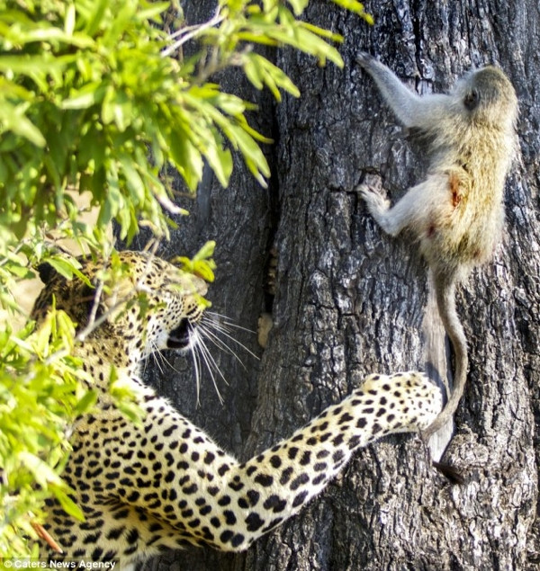 Leoparın intikamı