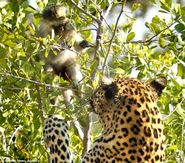 Leoparın intikamı